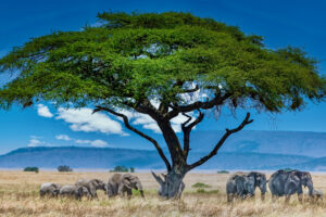 African Safaris